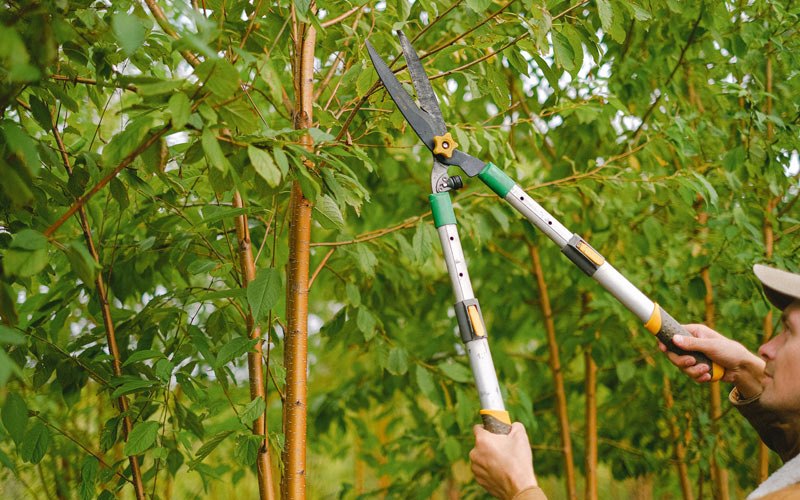 Tree trimming in Epping, ND