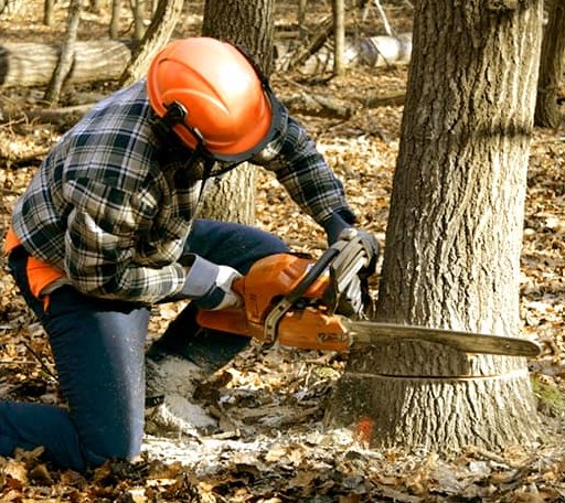 Tree Removal in Epping, ND